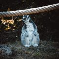 野生動物による被害と責任、損害保険契約事項の注意点
