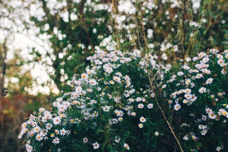 花見キャンプにおすすめの防虫・花粉対策マニュアル