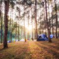 森林キャンプで多発するダニ・毛虫に対する季節別の予防ポイント