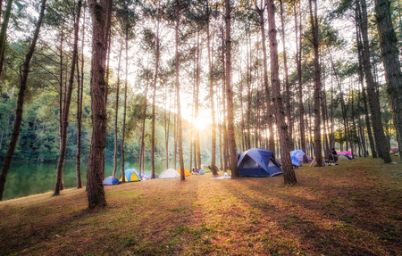 森林キャンプで多発するダニ・毛虫に対する季節別の予防ポイント